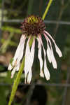 Sanguine purple coneflower